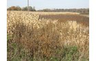 Property photo 8 - 212 Acres Offered in 6 Tracts - Selling Regardless of Price
